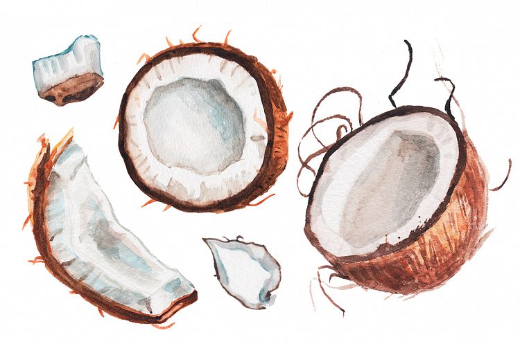 Watercolor coconut illustration