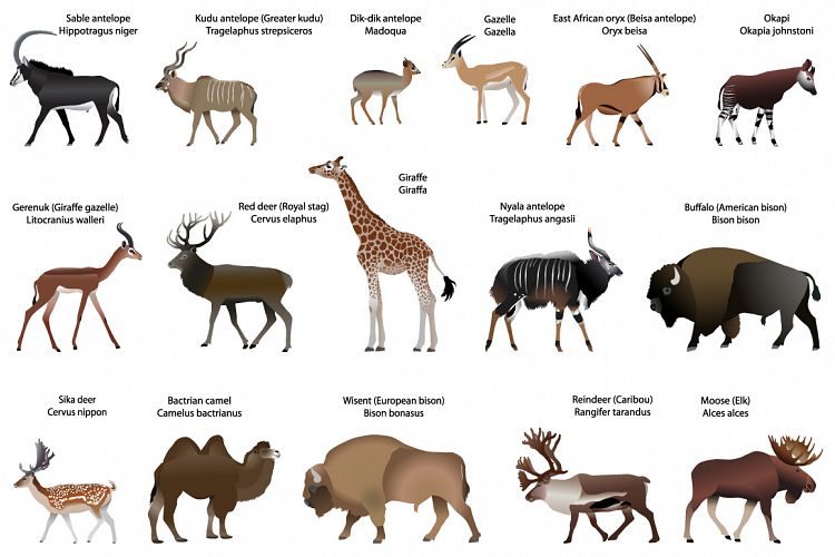 Even-toed ungulates animals color