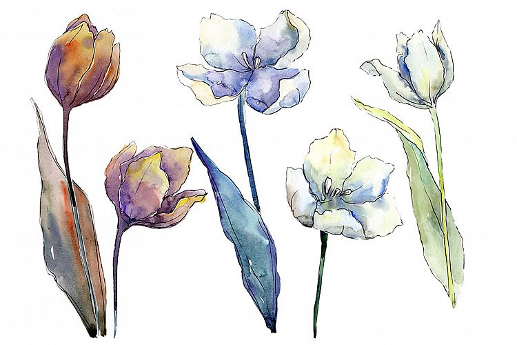 White tulips PNG watercolor flower set