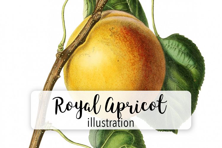 Fruit - Vintage Royal Apricot