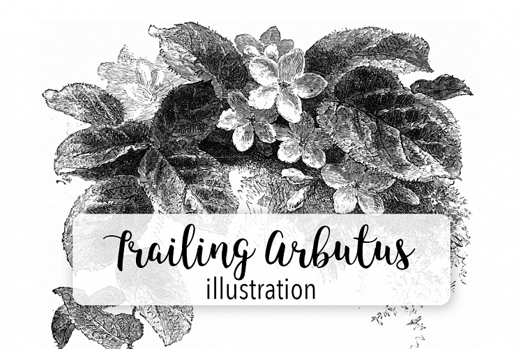 Trailing Arbutus Leaves - Vintage Florals
