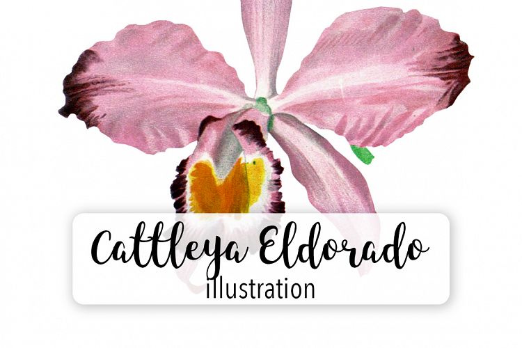 Florals - Vintage Cattleya Eldorado Orchid