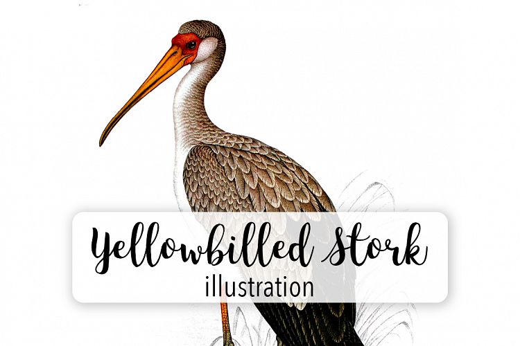 Birds - Vintage Yellowbilled Stork