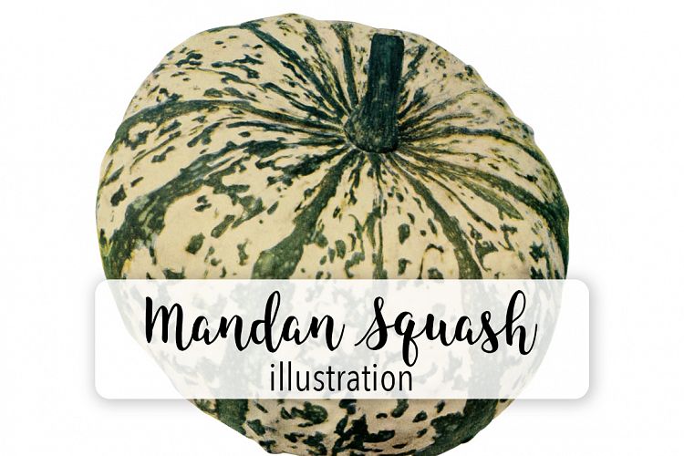 Mandan Squash - Vintage Illustration