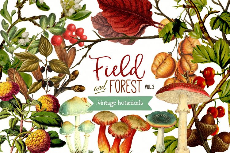 Field & Forest Vintage Botanical Graphics Vol. 2