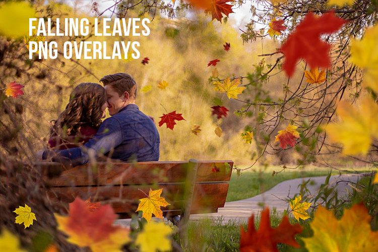 Falling Leaves PNG Overlays