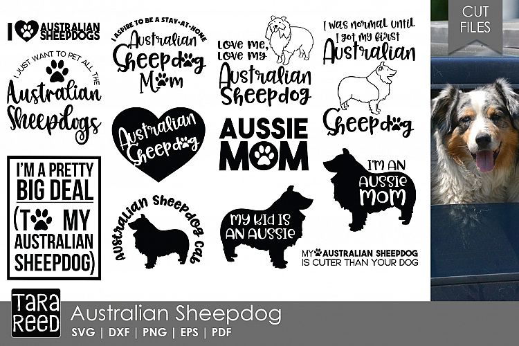Australian Sheepdog