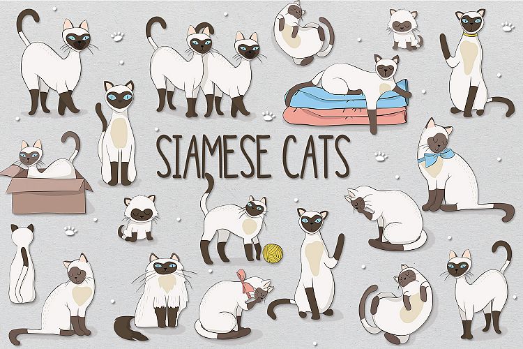 Siamese Cats