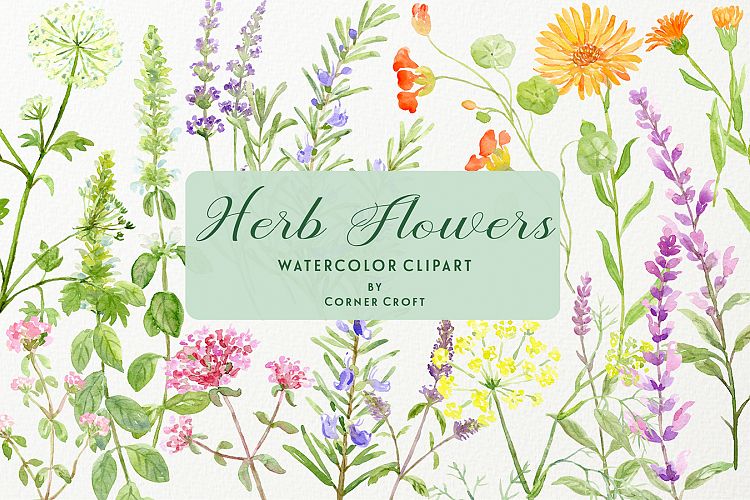 Watercolor herb flower clipart