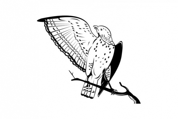 Broad Winged Hawk Perched On Branch example image 1