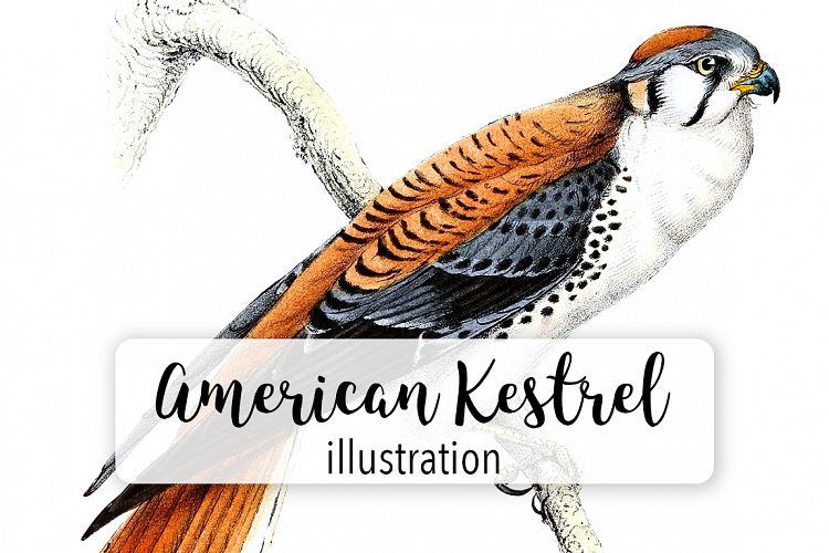 Birds - Vintage American Kestrel