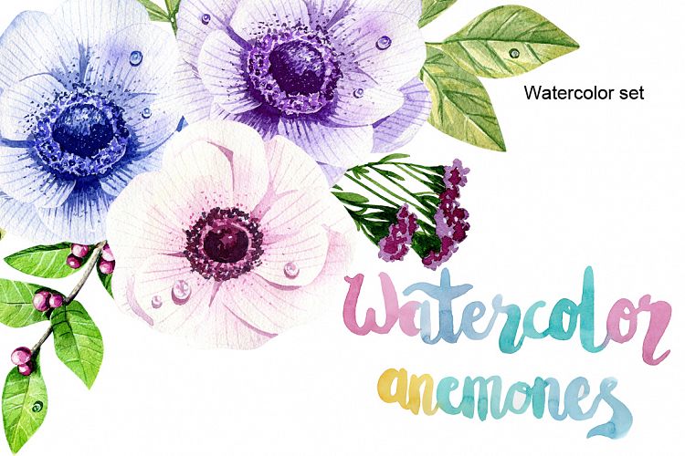 Watercolor anemones