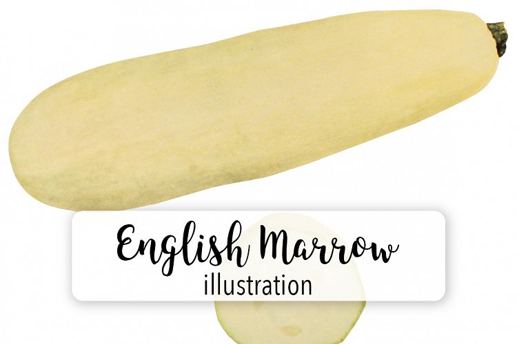 English Vegetable Marrow Squash