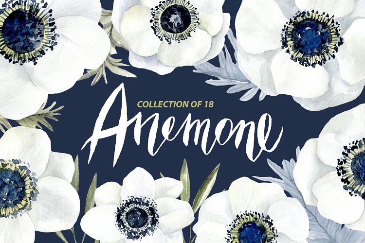 Watercolor anemone white flowers