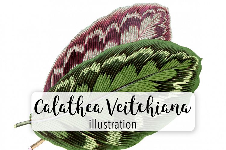 Leaves - Vintage Calathea Veitchiana Leaf