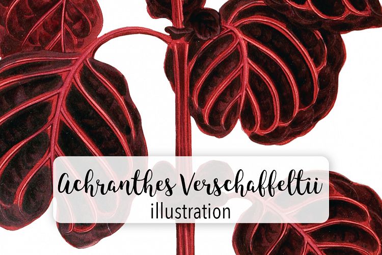 Leaves - Vintage Achranthes Verschaffeltii