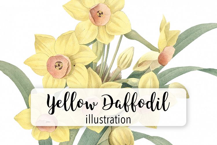 Florals - Vintage Yellow Daffodil