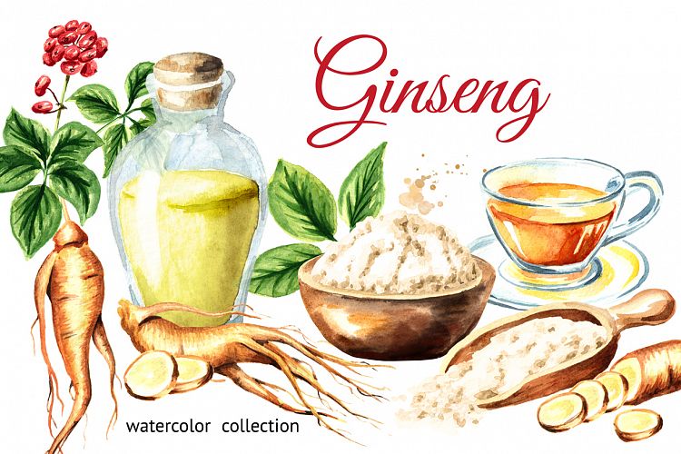 Ginseng. Watercolor collection