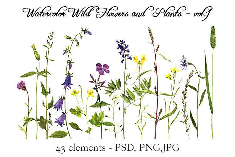 Watercolor Wild Flowers and Plants - vol.1