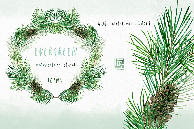 Evergreen. Watercolor clipart