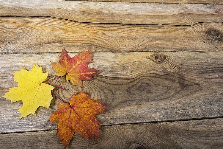 Happy Thanksgiving rustic greeting with fall maple leaves