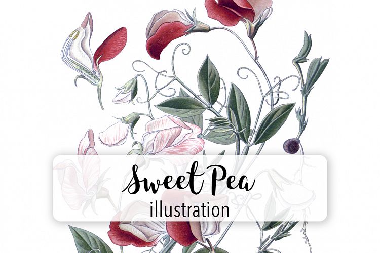 Florals - Vintage Sweet Pea