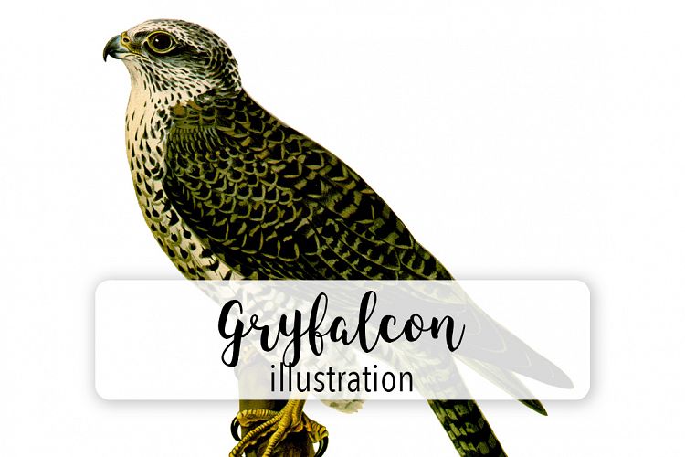 Birds - Vintage Hawk Gryfalcon