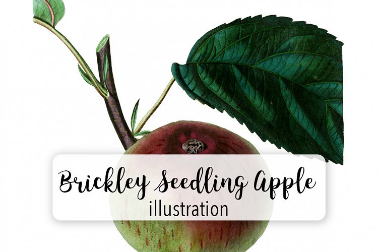 Fruit - Vintage Brickley Seedling Apple