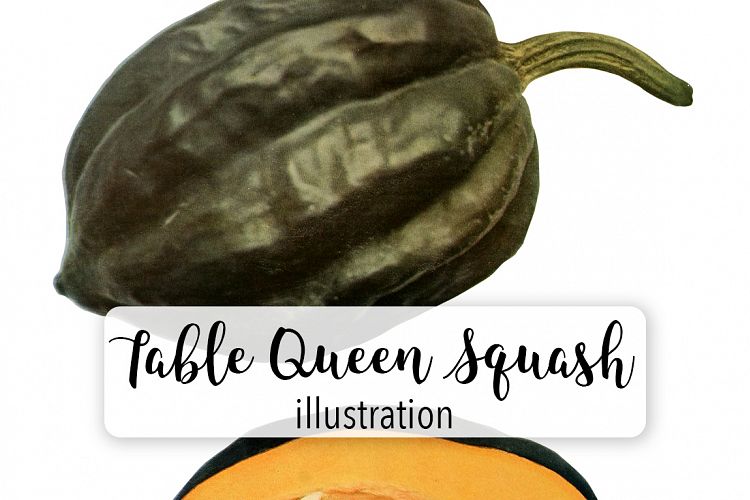 Table Queen Squash - Vintage Illustration