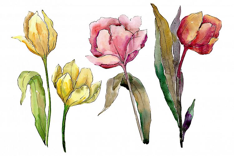 Colorful tulips PNG watercolor flower set