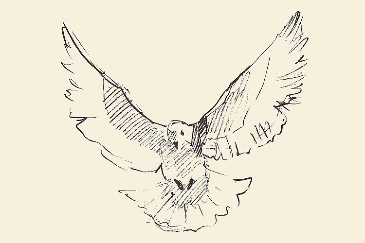 White pigeon