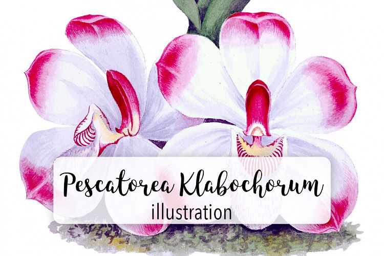 Florals - Vintage Pescatorea Klabochorum Orchid