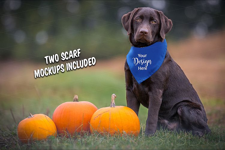 Dog Scarf Mockup, Pumpkin Scene & Closeup for year round use