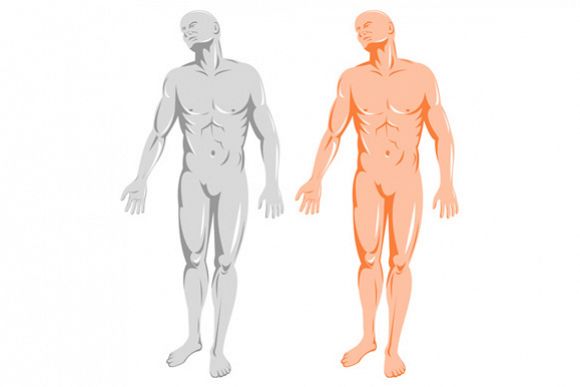 Male Human Anatomy Standing example image 1