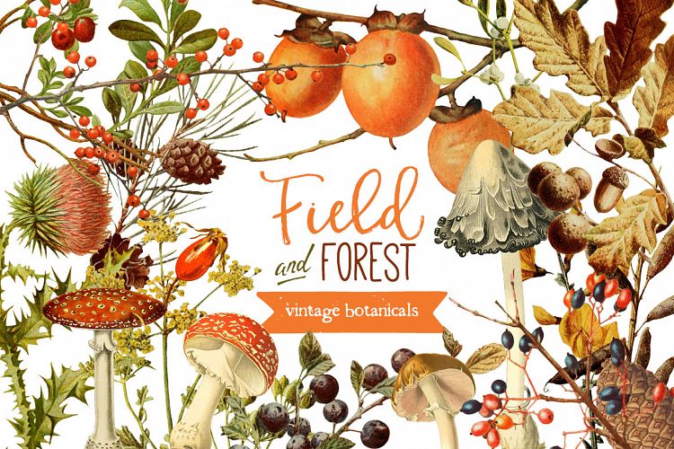 Field & Forest Vintage Botanical Graphics