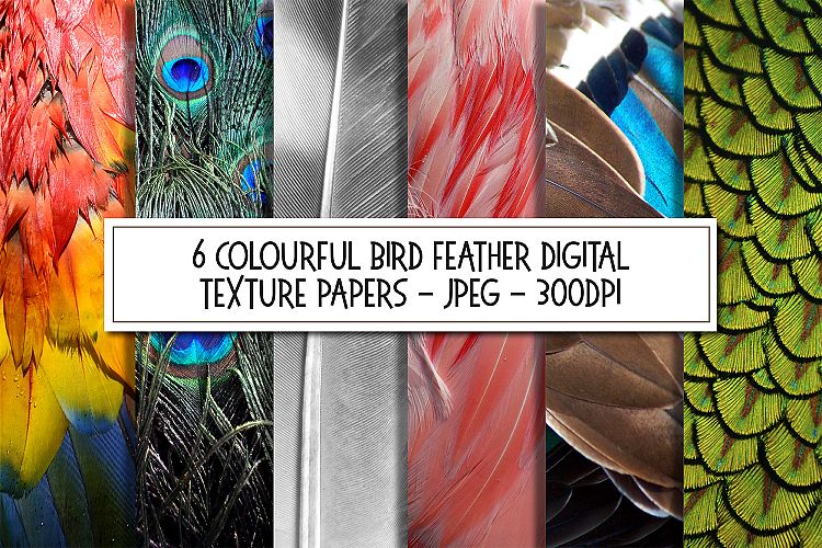 Colourful Birds Feathers Texture Images Bundle