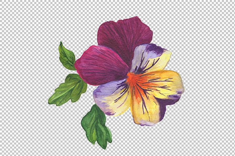 Wildflower orange viola PNG watercolor set