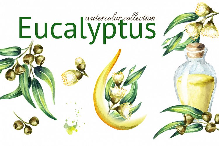 Eucalyptus. Watercolor collection