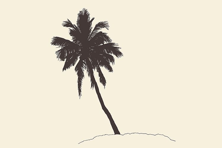 Palm tree