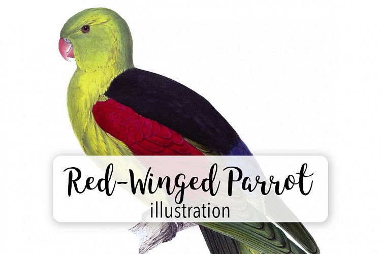 Birds - Vintage Red-Winged Parrot