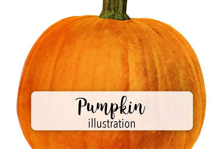 Pumpkin - Vintage Illustration