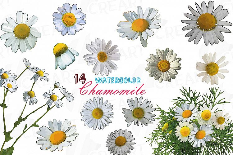 Watercolor Chamomile clip art pack, Chamomile flowers
