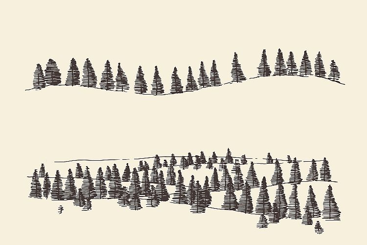 Fir forest