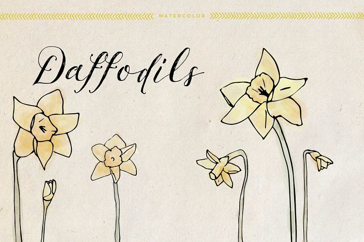 Watercolor Daffodils