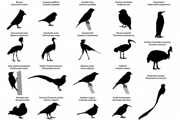 Birds silhouettes