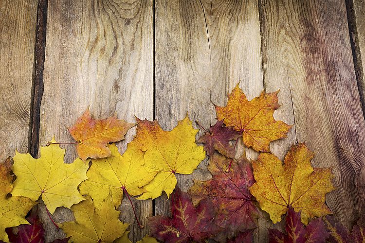 Thanksgiving greeting card background with yellow and orange