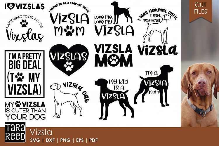 Vizsla