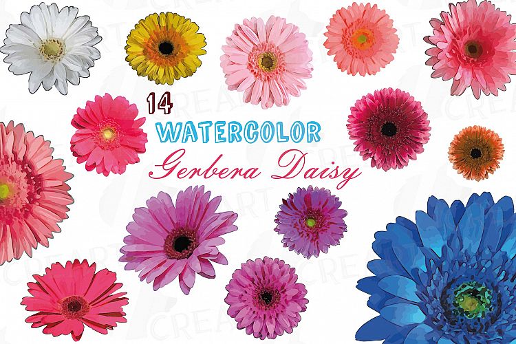 Watercolor Gerbera Daisy clip art pack, colorful gerbers