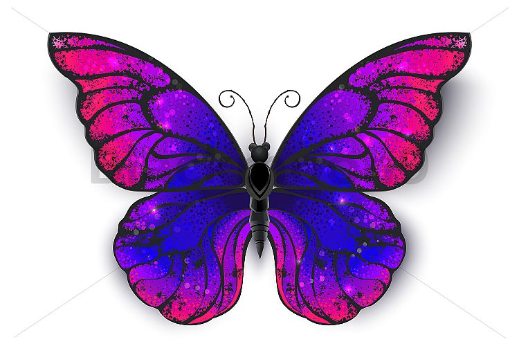 Tricolored Butterfly