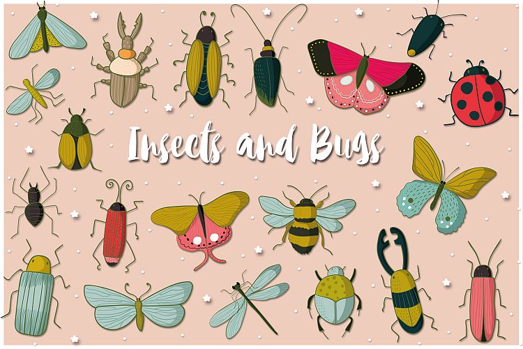 Insect Illustrations